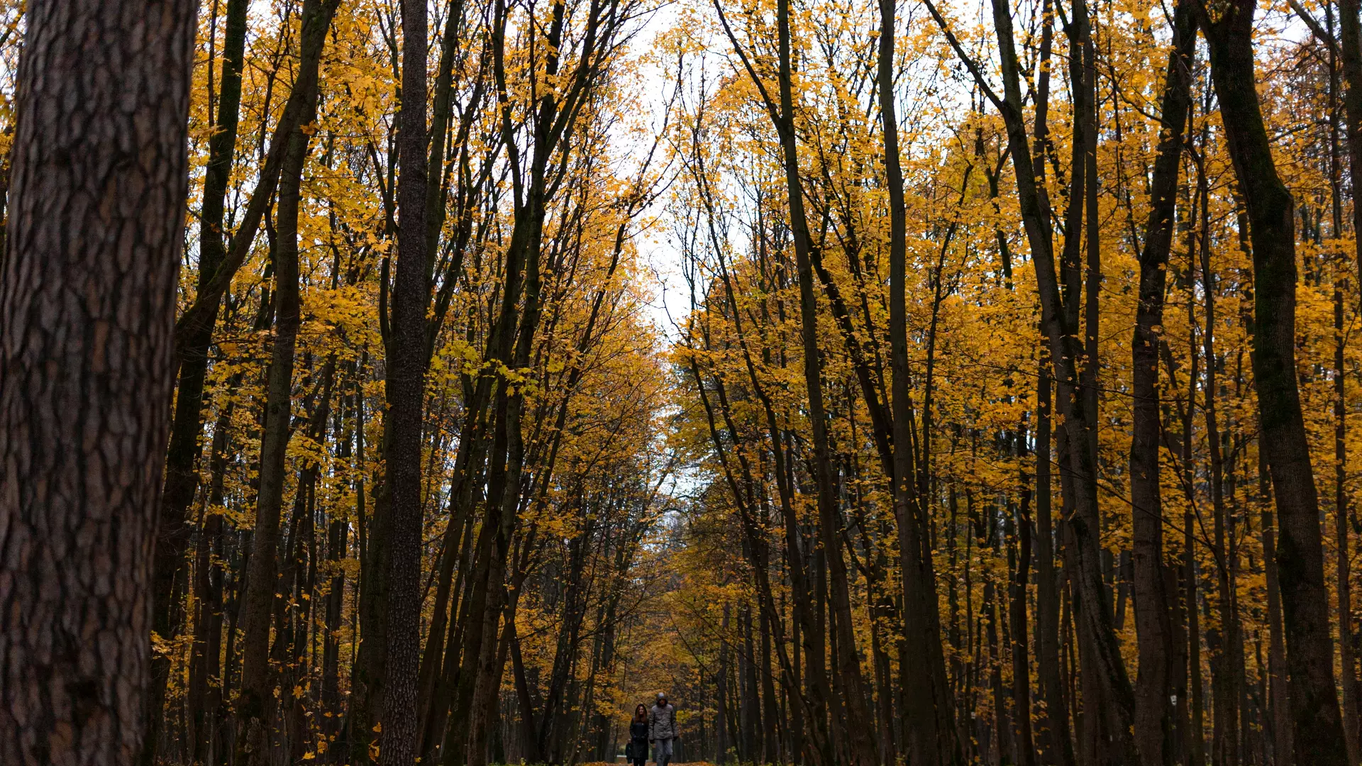 forest in the fall season